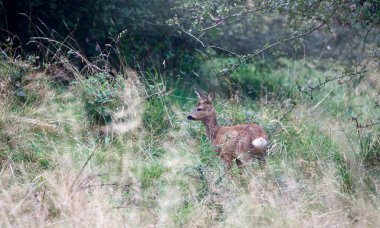 Çayırdaki dişi geyik.