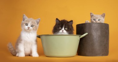 Üç farklı renkte İngiliz Uzun Saçlı ve Kısa Saçlı kedi yavrusu küvet ve çantanın yanında oturuyor. Herkes kameraya bakıyor. Sarı turuncu arka planda izole edilmiş..
