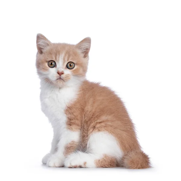 Cute Creme Białym Dwukolorowym British Shorthair Kot Kotek Siedzi Boczny — Zdjęcie stockowe