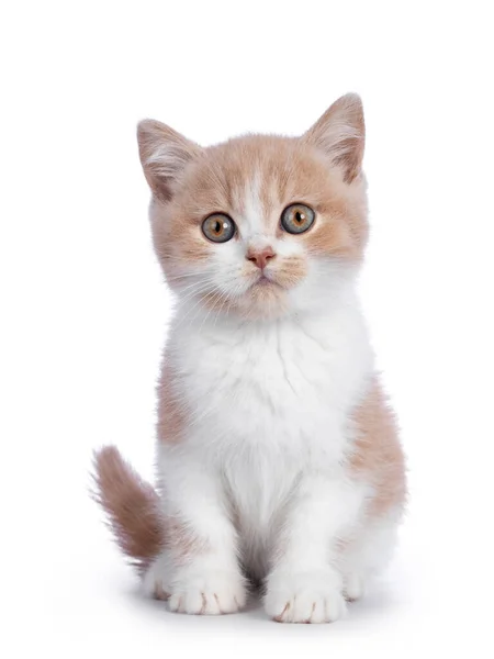 Schattig Creme Met Witte Bicolor Britse Stenografisch Kat Katje Zit — Stockfoto