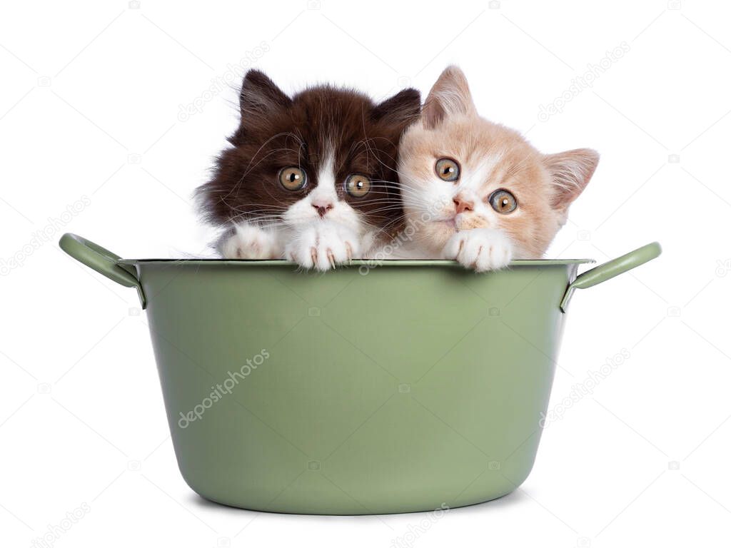 Cute duo of British Shorthair / Longhair kittens in varied colors, sitting in green washing tub. All looking towards camera. Isolated on white background.