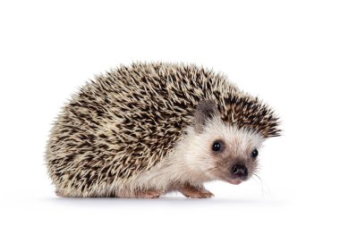 Cute baby African pygme hedgehog, standing side ways. Head turned and looking to camera. Isolated on a white background. clipart