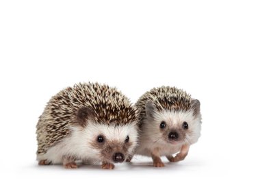 Cute baby and adult African pygme hedgehogs, standing facing front. Looking straight to camera. Isolated on a white background. clipart