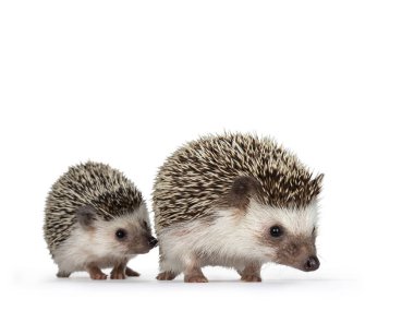 Cute baby and adult African pygme hedgehogs, walking behind each other. Looking straight ahead. Isolated on a white background. clipart