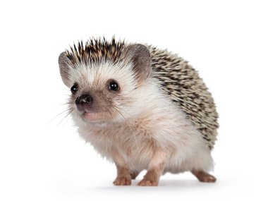Cute adult African pygme hedgehog, standing facing front. Looking straight to camera. Isolated on a white background. clipart