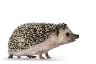 Cute adult African pygme hedgehog, standing side ways. Looking straight ahead with nose up. Isolated on a white background. clipart