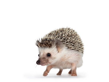 Cute adult African pygme hedgehog, walking forwards Looking straight ahead. Isolated on a white background. clipart