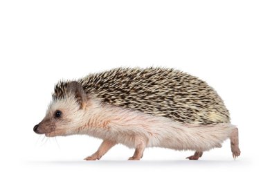 Cute adult African pygme hedgehog, walking side ways. Looking straight ahead. Isolated on a white background. clipart