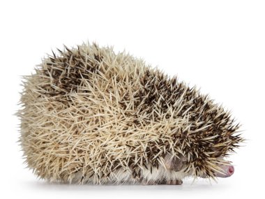 Cute adult African pygme hedgehog, standing in hiding side ways. Showing just nose. Isolated on a white background. clipart
