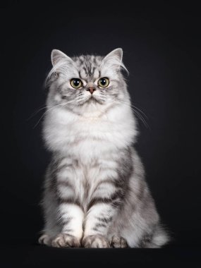 Güzel siyah gümüş lekeli İngiliz Uzun Saçlı kedisi, önde oturuyor. Kameranın yanına bakıyorum. Siyah arkaplanda izole.