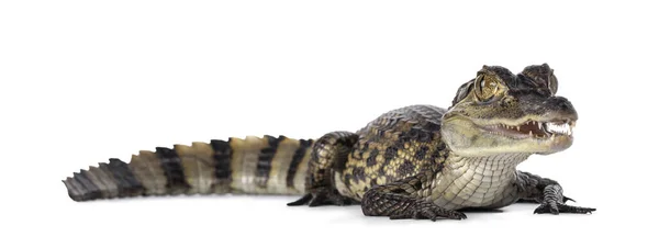 Giovane Anno Coccodrillo Caimano Dagli Occhiali Piedi Lato Bocca Aperta — Foto Stock