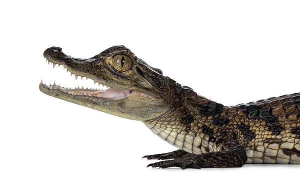 Tiro Cabeça Jovem Crocodilo Caiman Espetacular Ano Idade Boca Aberta — Fotografia de Stock