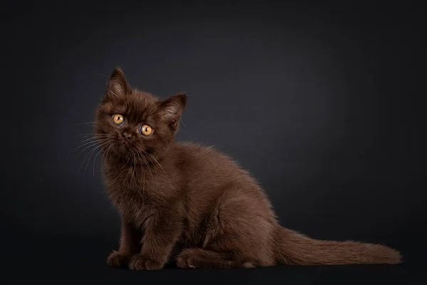 Cute British Shorthair Cat Kitten Sitting Side Ways Looking Camera — Stock Photo, Image