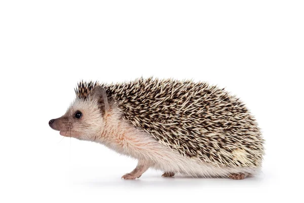 Porco Pigmeu Africano Bonito Olhar Frente Isolado Sobre Fundo Branco — Fotografia de Stock