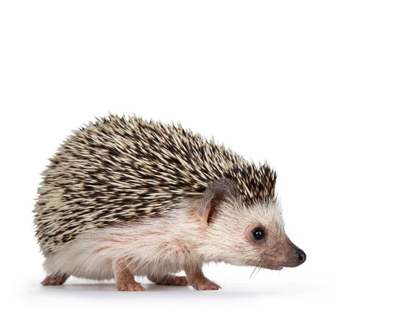 Cute Adult African Pygme Hedgehog Standing Side Ways Looking Straight — Stock Photo, Image