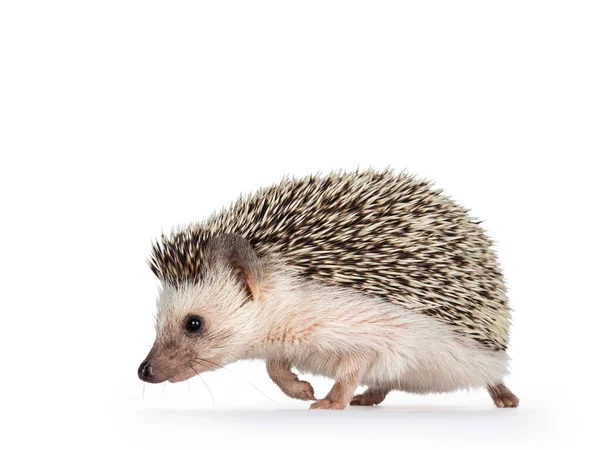 Cute Adult African Pygme Hedgehog Walking Side Ways Looking Straight — Stock Photo, Image