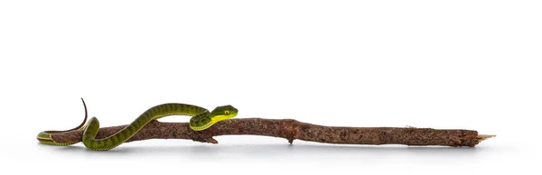 Brązowy Dostrzeżony Zielony Pitviper Lub Pit Viper Drewnianej Gałęzi Bardzo — Zdjęcie stockowe