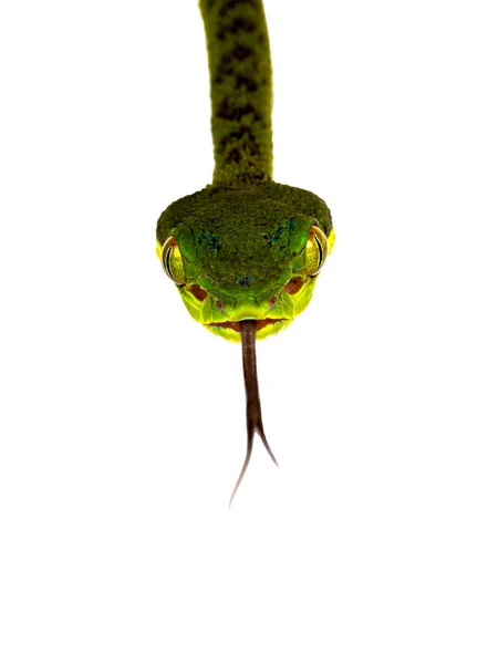 Kahverengi Benekli Yeşil Çıngıraklı Yılan Çıngıraklı Yılanın Başını Aşağı Sarkıt — Stok fotoğraf