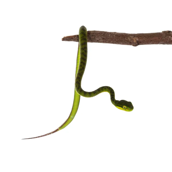 Närbild Från Bruna Fläckiga Gröna Baby Pitviper Eller Gropen Huggorm — Stockfoto