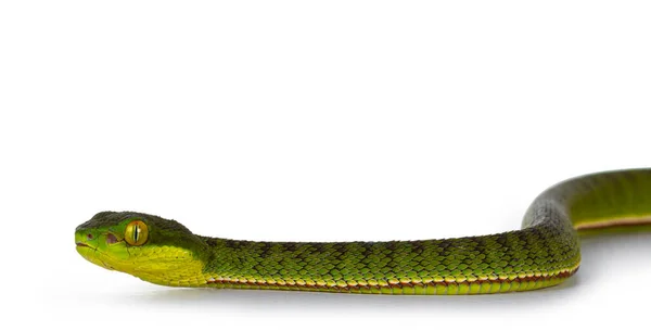 Close Van Bruin Gevlekte Groene Buidelslang Pitviper Zijwaarts Bewegend Zeer — Stockfoto