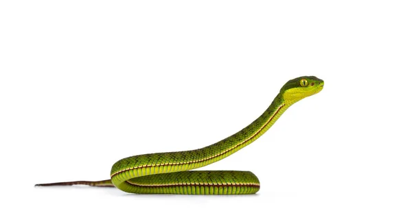 Bruine Gespikkelde Groene Buidelslang Pitviper Met Kop Hoog Zeer Gedetailleerd — Stockfoto