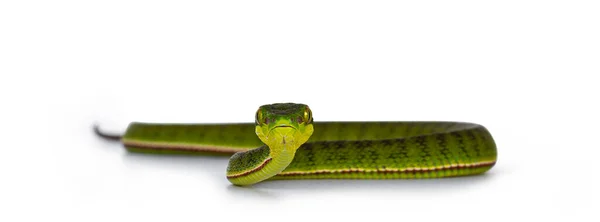 Bruin Gespot Groene Helmstok Pit Viper Bewegen Richting Van Camera — Stockfoto