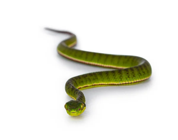 Bruine Gespikkelde Groene Buidelslang Pitviper Opgerold Met Hoofd Hoog Zeer — Stockfoto