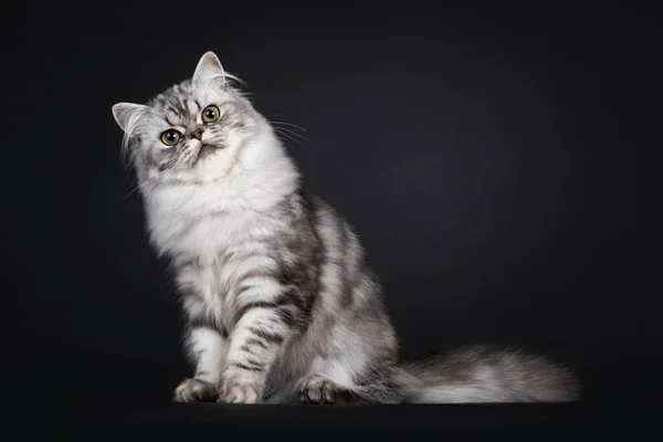 Hübsche Junge Schwarz Silbergefleckte Britische Langhaarkatze Die Seitlich Sitzt Blickt — Stockfoto