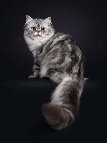 Pretty Young Black Silver Blotched British Longhair Cat Sitting Backwards — Stock Photo, Image