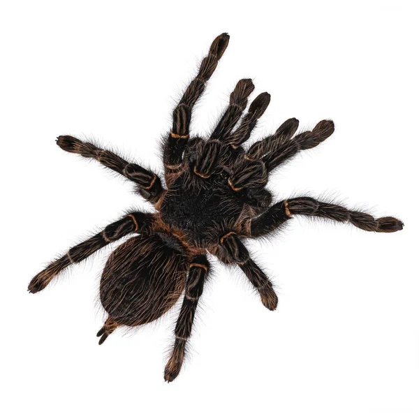 Top View Mature Female Brazilian Salmon Pink Birdeater Spider Aka — Stock Photo, Image