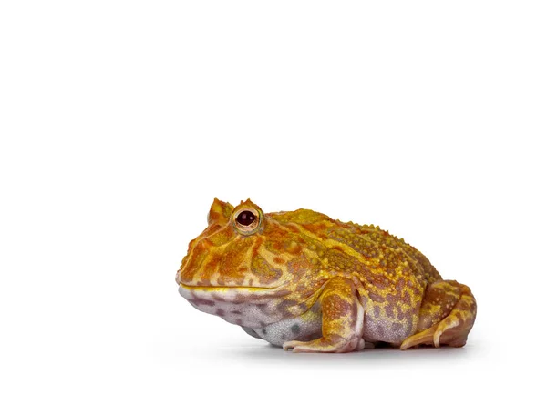 미국산 알비노 Albino 알비노 Albino 파크만 개구리 Pacman Frog 배경에 — 스톡 사진