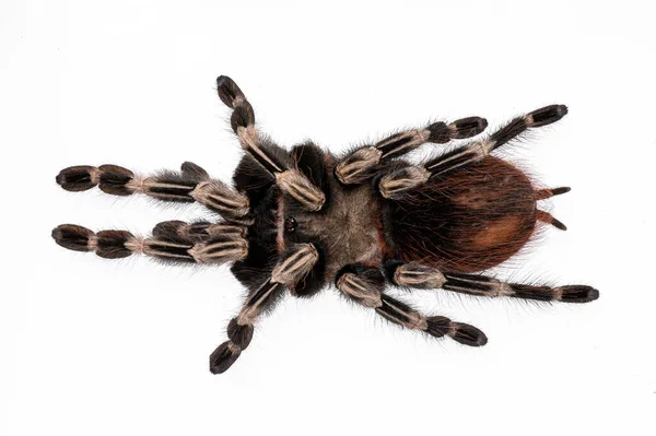 Olgun Brezilya Kırmızı Beyaz Tarantula Örümceğinin Üst Görüntüsü Beyaz Arkaplanda — Stok fotoğraf