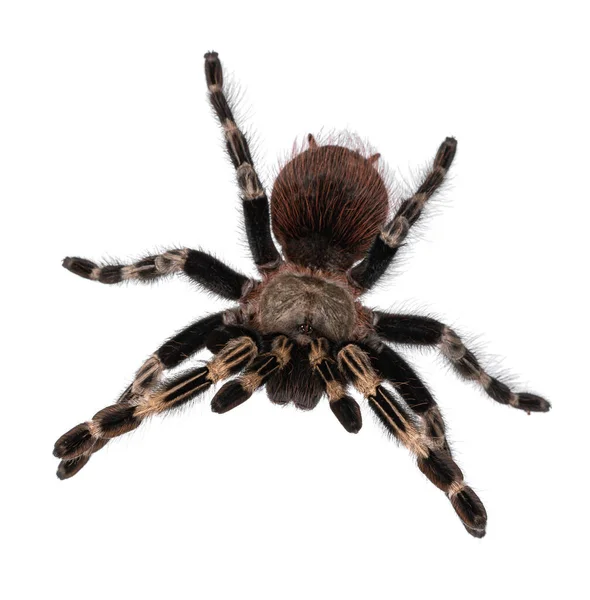 Top Kilátás Érett Brazil Vörös Fehér Tarantula Pók Támadás Testtartás — Stock Fotó