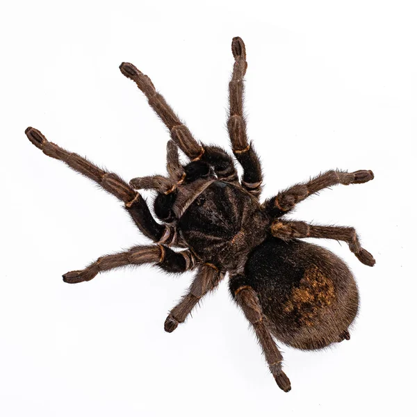 Top View Adult Brazilian Black Tarantula Grammostola Pulchra Spider Isolated — Stock Photo, Image