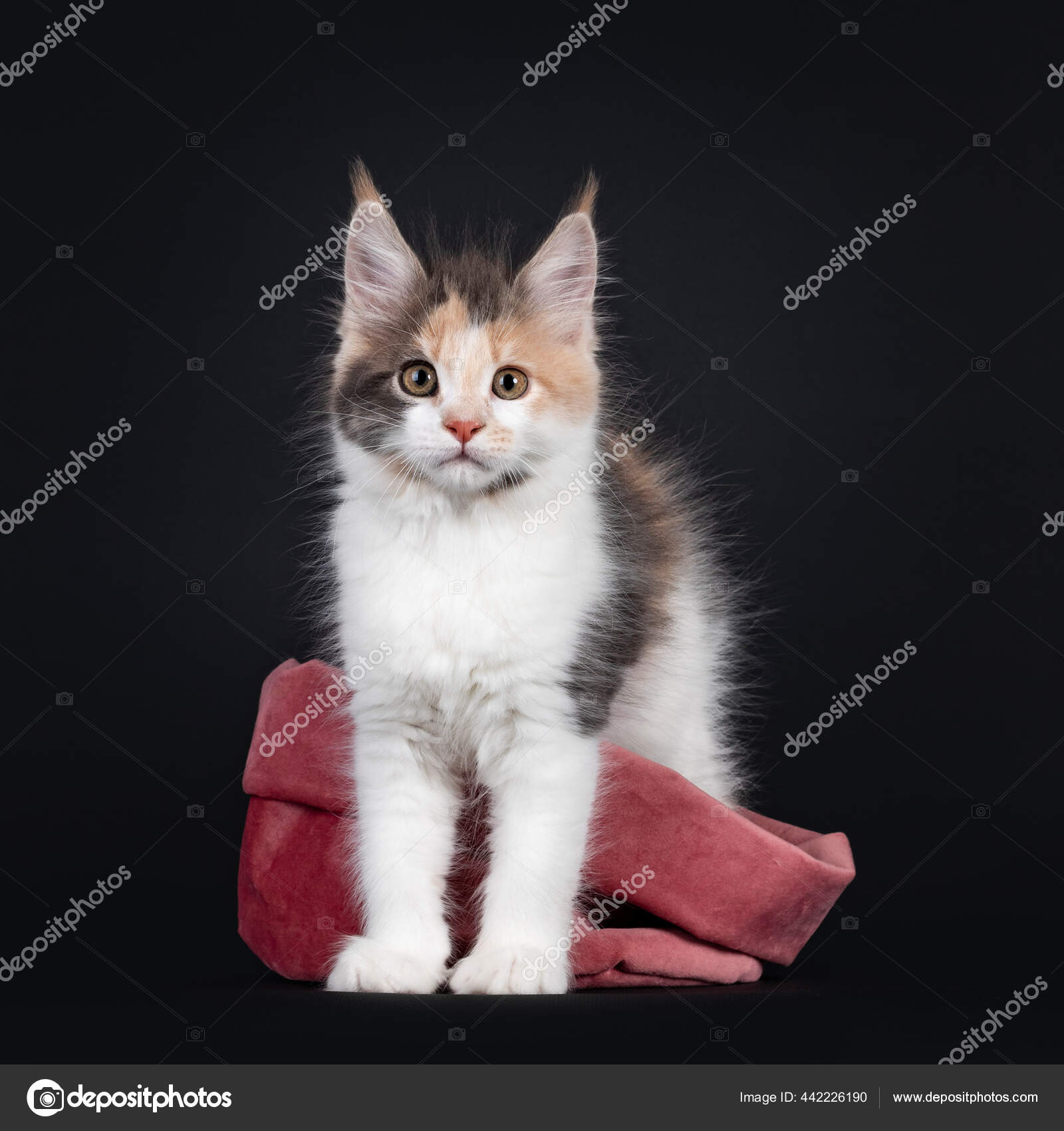 Cute Little Tortie Maine Coon Cat Kitten Standing Hind Paws Stock Photo Image By C Nynkevanholten