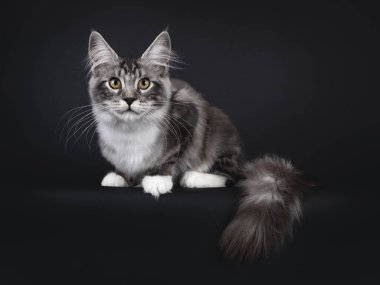 Yakışıklı genç Maine Rakunu, kenardan sarkan uzun kuyruğu ile yan yatıyordu. Sarı gözlü kameraya doğru bakıyor. Siyah arkaplanda izole.