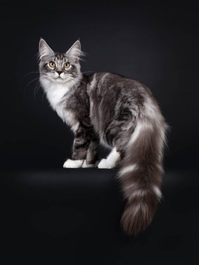 Yakışıklı genç Maine Rakunu kedisi, uzun kuyruğu sarkmış, yan yana duruyor. Sarı gözlü kameraya doğru bakıyor. Siyah arkaplanda izole.