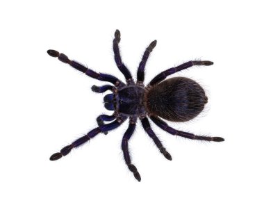 Brezilya mavisi tarantula, nam-ı diğer Pterinopelma sazimai örümceği. Beyaz arkaplanda izole.