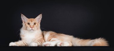 Tatlı kırmızı tekir kedisi Maine Rakun, yan yatar vaziyette. Turuncu gözlerle kameraya sevimli görünüyor. Siyah arkaplanda izole.