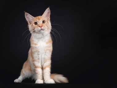 Güzel, kırmızı, tekir kedisi Maine Rakun, önüne bakıyor. Turuncu gözlerle kameraya meraklı görünüyor. Siyah arkaplanda izole.