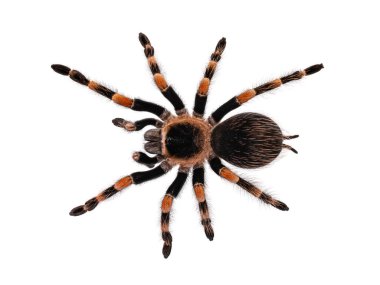 Meksikalı Kızıldiz tarantula, nam-ı diğer Brachypelma hamorii. Beyaz arkaplanda izole.