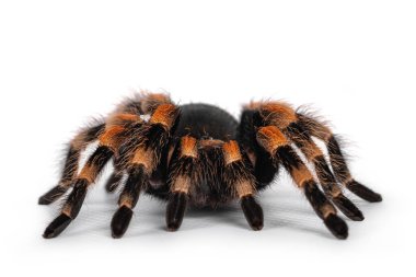 Hareket eden Meksika Kızıldizli tarantulası, nam-ı diğer Brachypelma hamorii. Beyaz arkaplanda izole.