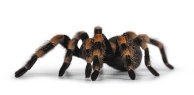 Hareket eden Meksikalı Kızıldiz tarantulası, nam-ı diğer Brachypelma hamorii. Beyaz arkaplanda izole.