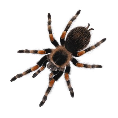 Meksikalı Kızıldiz tarantula, nam-ı diğer Brachypelma hamorii. Beyaz arkaplanda izole.