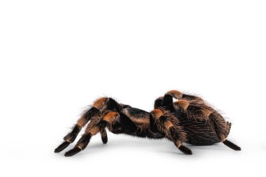 Hareket eden Meksikalı Kızıldiz tarantulası, nam-ı diğer Brachypelma hamorii. Beyaz arkaplanda izole.