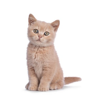Şirin kremalı İngiliz Shorthair kedi yavrusu, önde oturuyor. Doğrudan kameraya bakıyorum. Beyaz arkaplanda izole.