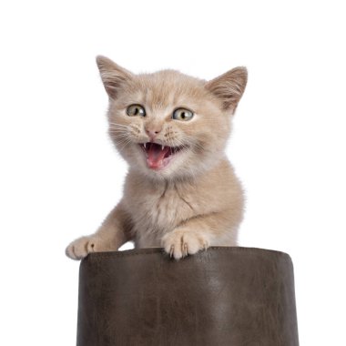 Şirin krem rengi İngiliz Shorthair kedi yavrusu, pençeleri kenarda kahverengi deri bir çantada duruyor. Ağzı açık çığlık atıyor. Kameranın yanına bakıyorum. Beyaz arkaplanda izole.