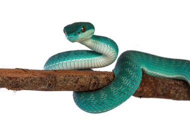 Yavru erkek, mavi, beyaz dudaklı pitenor, nam-ı diğer Trimeresurus insularis yılan, tahta dalın etrafına kıvrılmış. Beyaz arkaplanda izole.