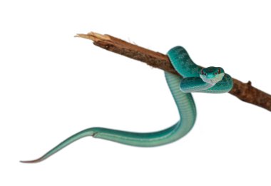 Yavru erkek, mavi, beyaz dudaklı pitenor, nam-ı diğer Trimeresurus insularis yılan, tahta dalın etrafına kıvrılmış. Beyaz arkaplanda izole.