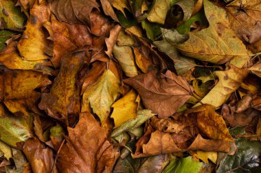 Sonbahar yapraklarının tam çerçeve üstü görünümü